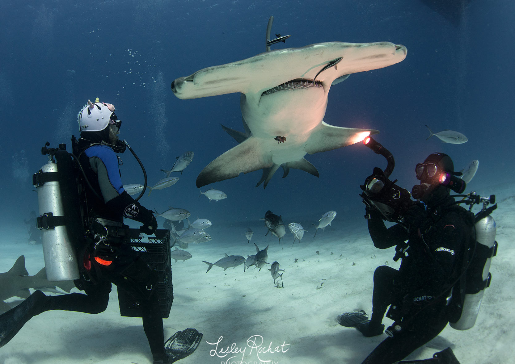 hammerhead shark bahamas