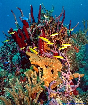 Bahama Reefs