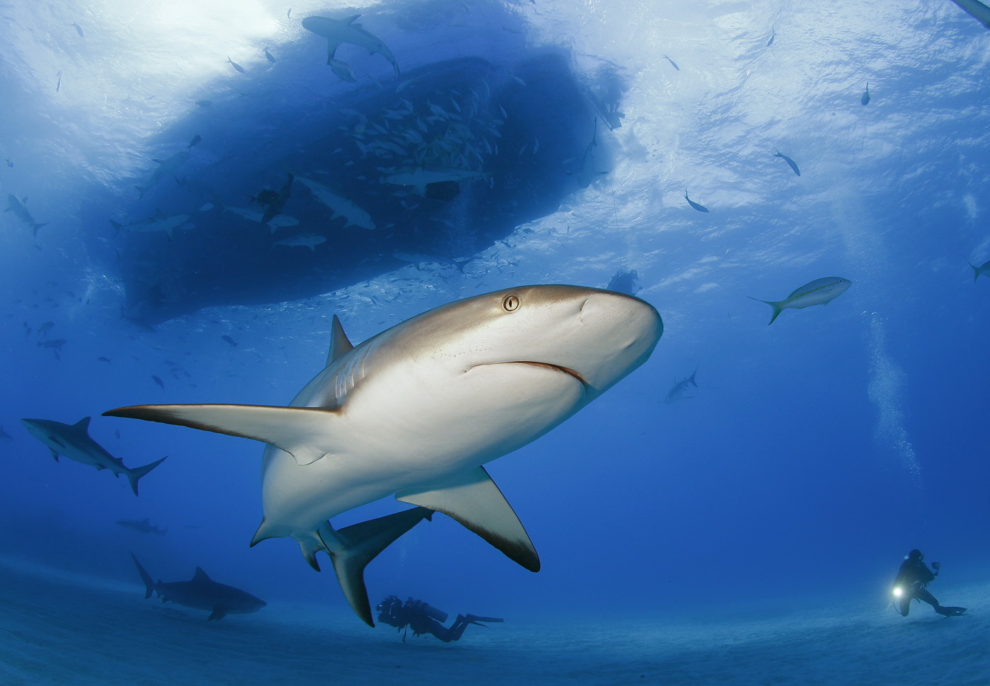 best shark diving