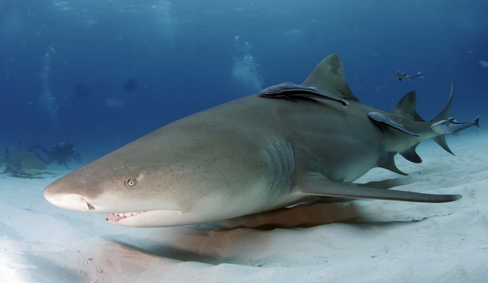 bahamas sharks