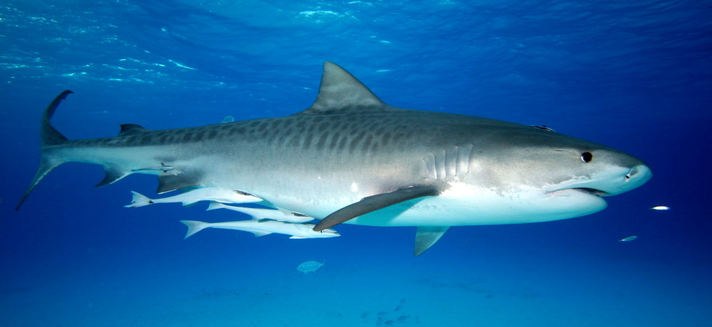 Bahamas Shark Diving