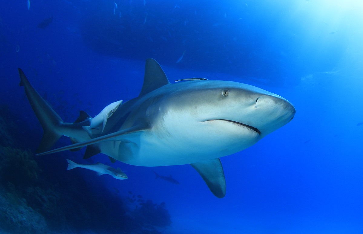 best places to dive with sharks