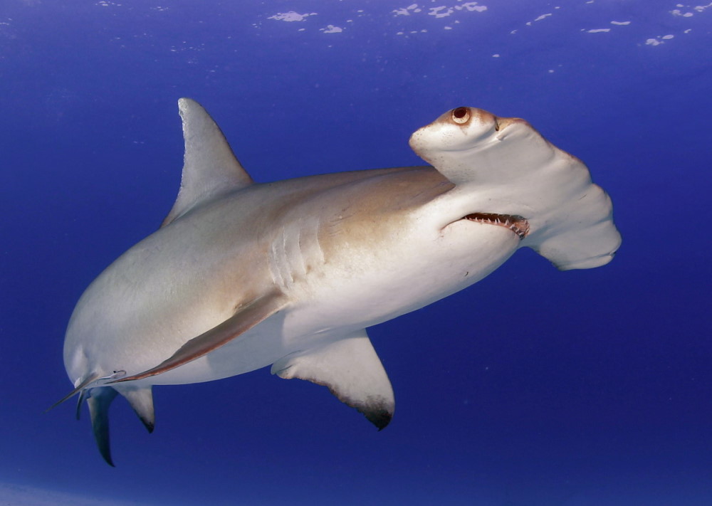 Dive with Hammerhead Sharks, Bimini!
