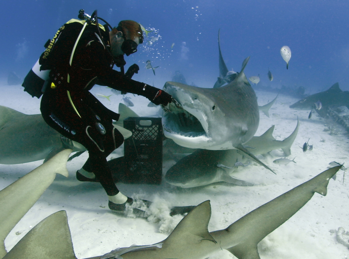 Best Place to Dive with Sharks