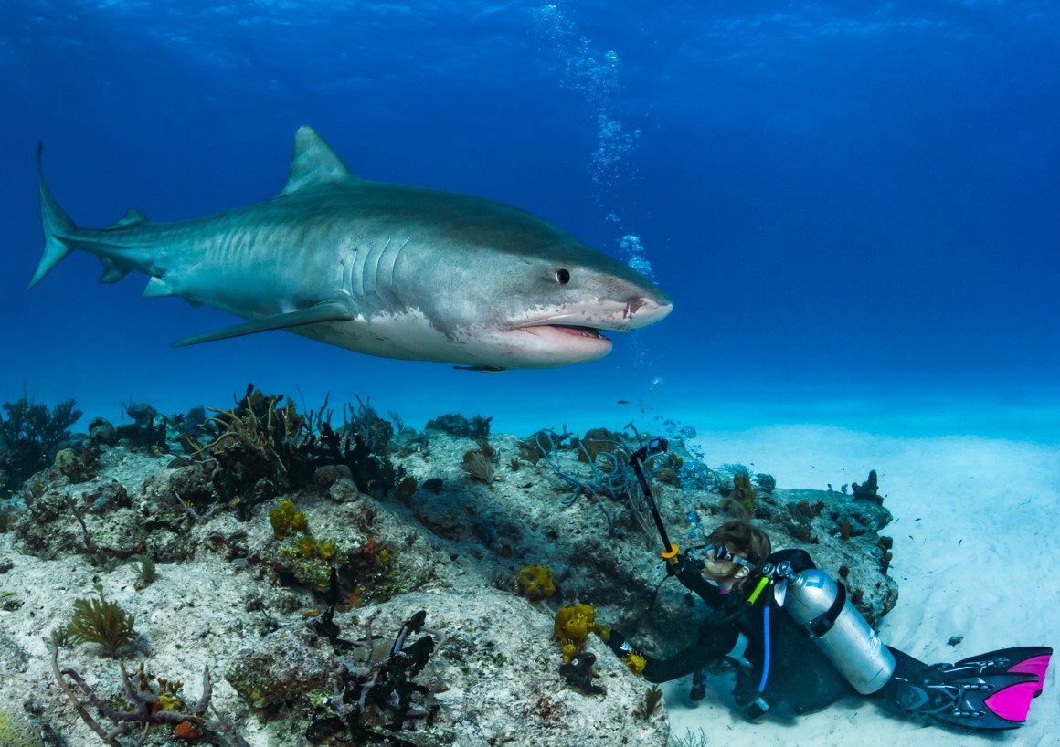 Tiger-shark-dive-bahamas