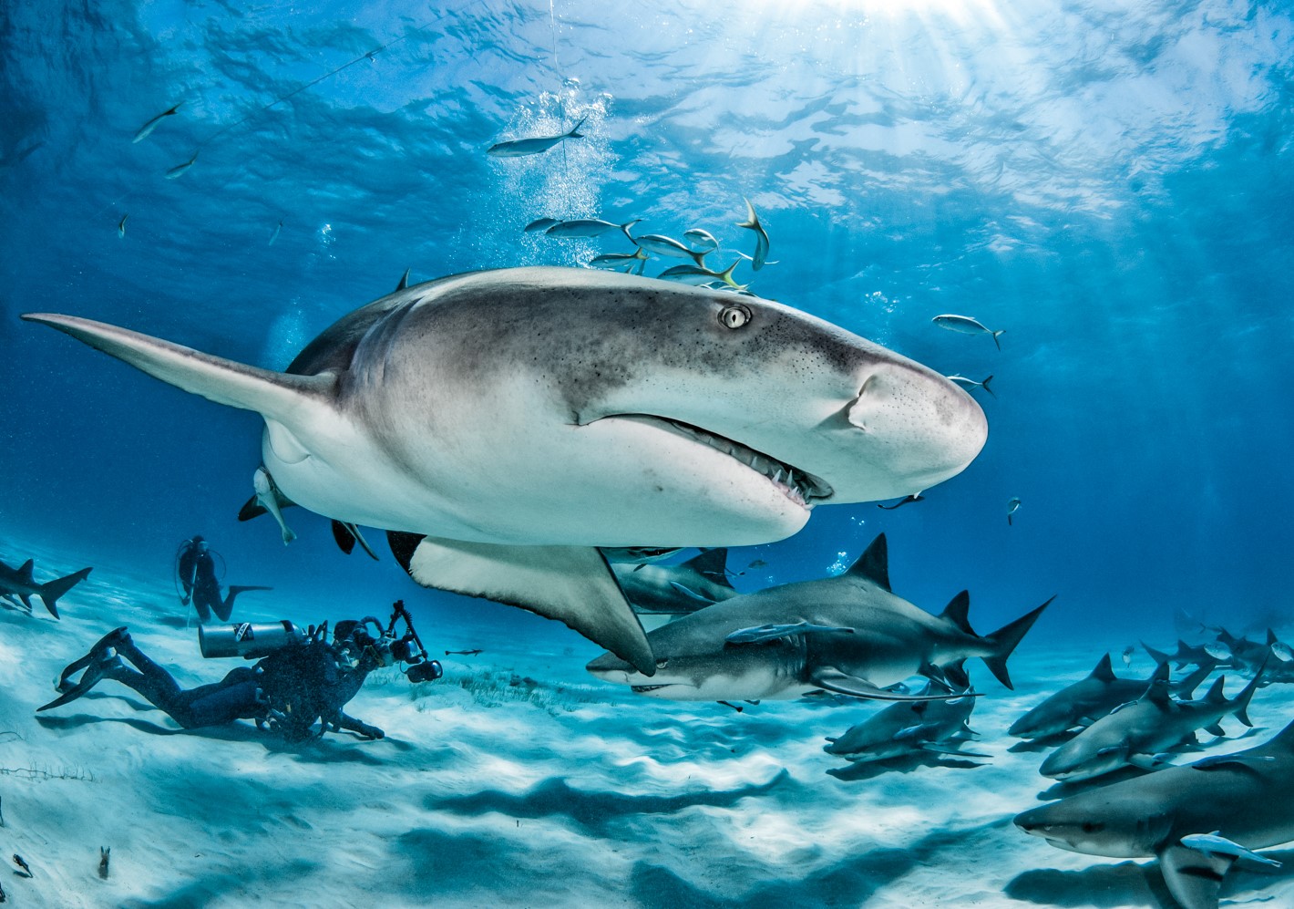 shark diving bahamas