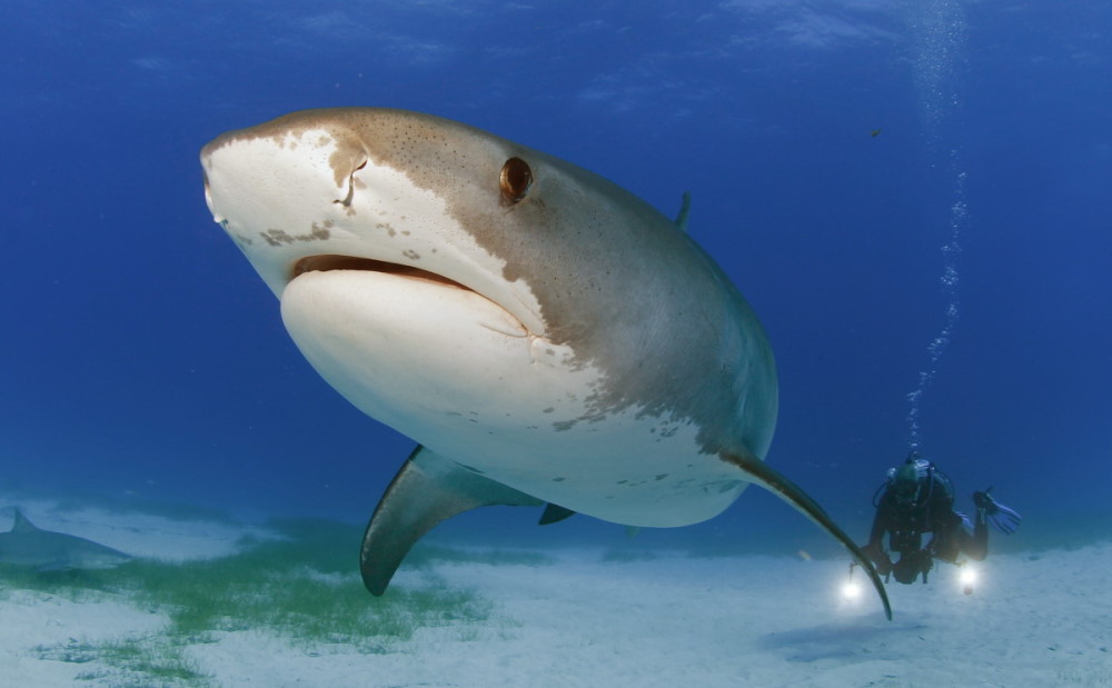 diving-with-tiger-sharks