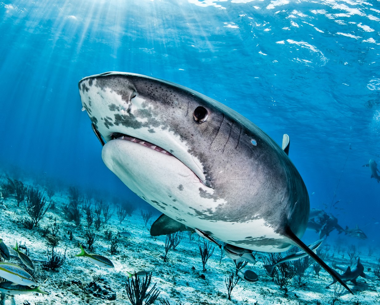 Tiger-Sharks-Bahamas