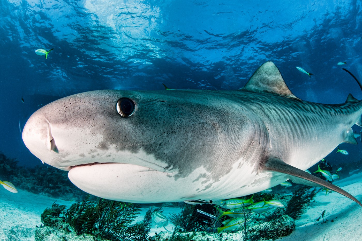 dive with tiger sharks Bahamas