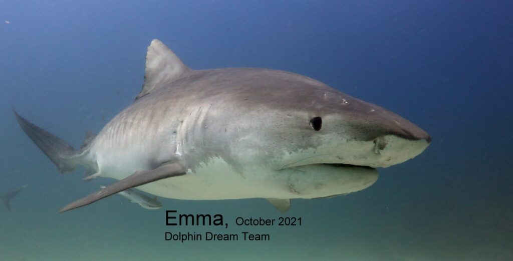 Tiger Shark Emma 2021