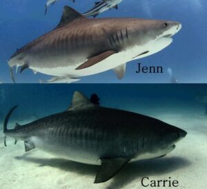 Two pregnant Tiger Sharks.