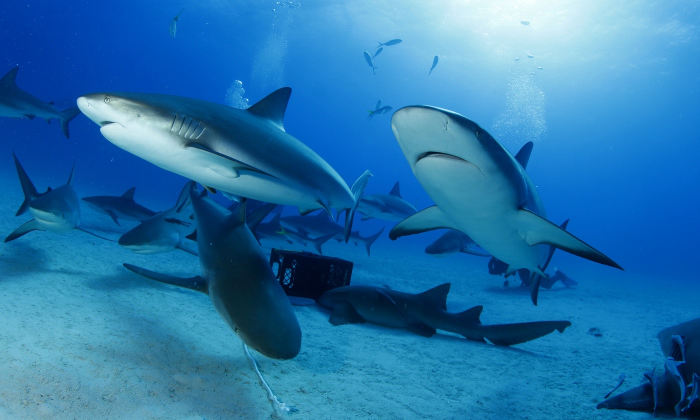 Carribean Reef Shark1