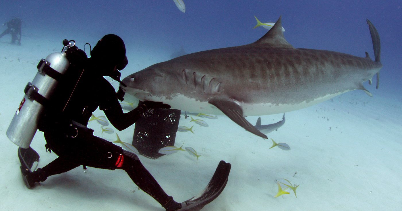 Tiger shark with diver