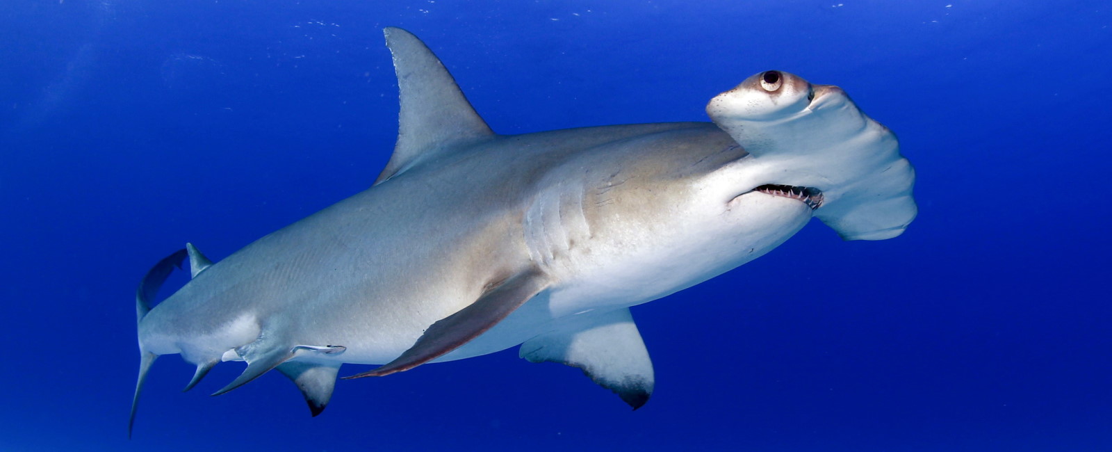dive-with-hammerhead-sharks
