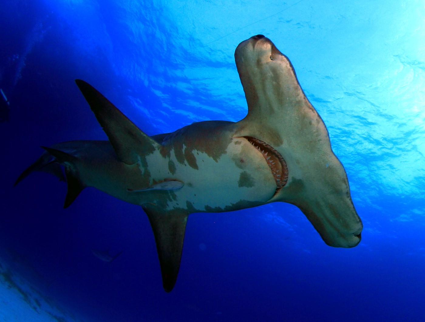 Hammerhead shark diving bimini bahamas