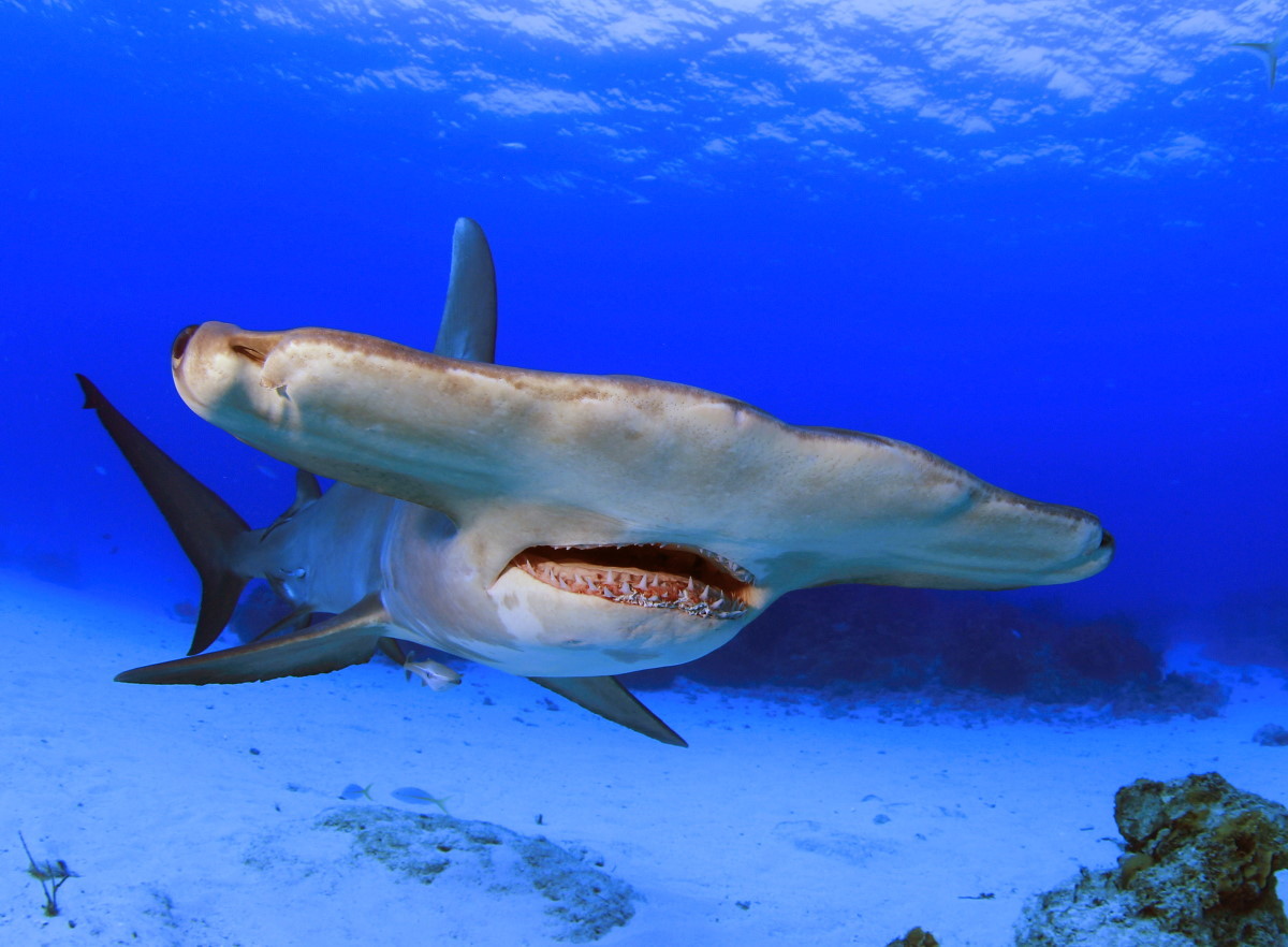 Hammerhead shark diving