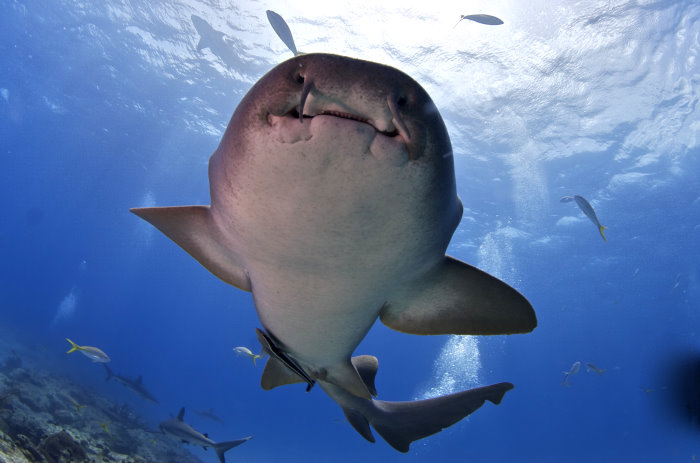 best shark diving in the world