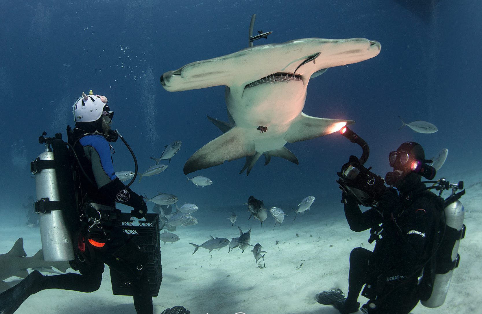 best shark diving