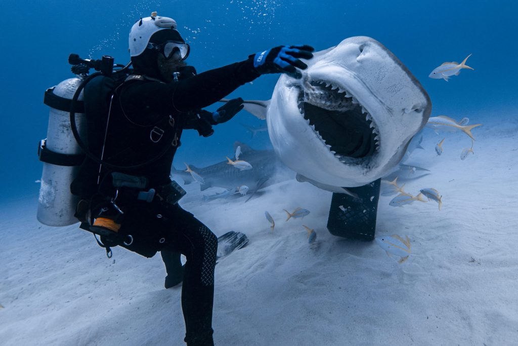 tiger shark diving