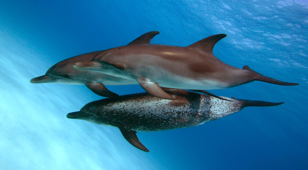 wild dolphin trips