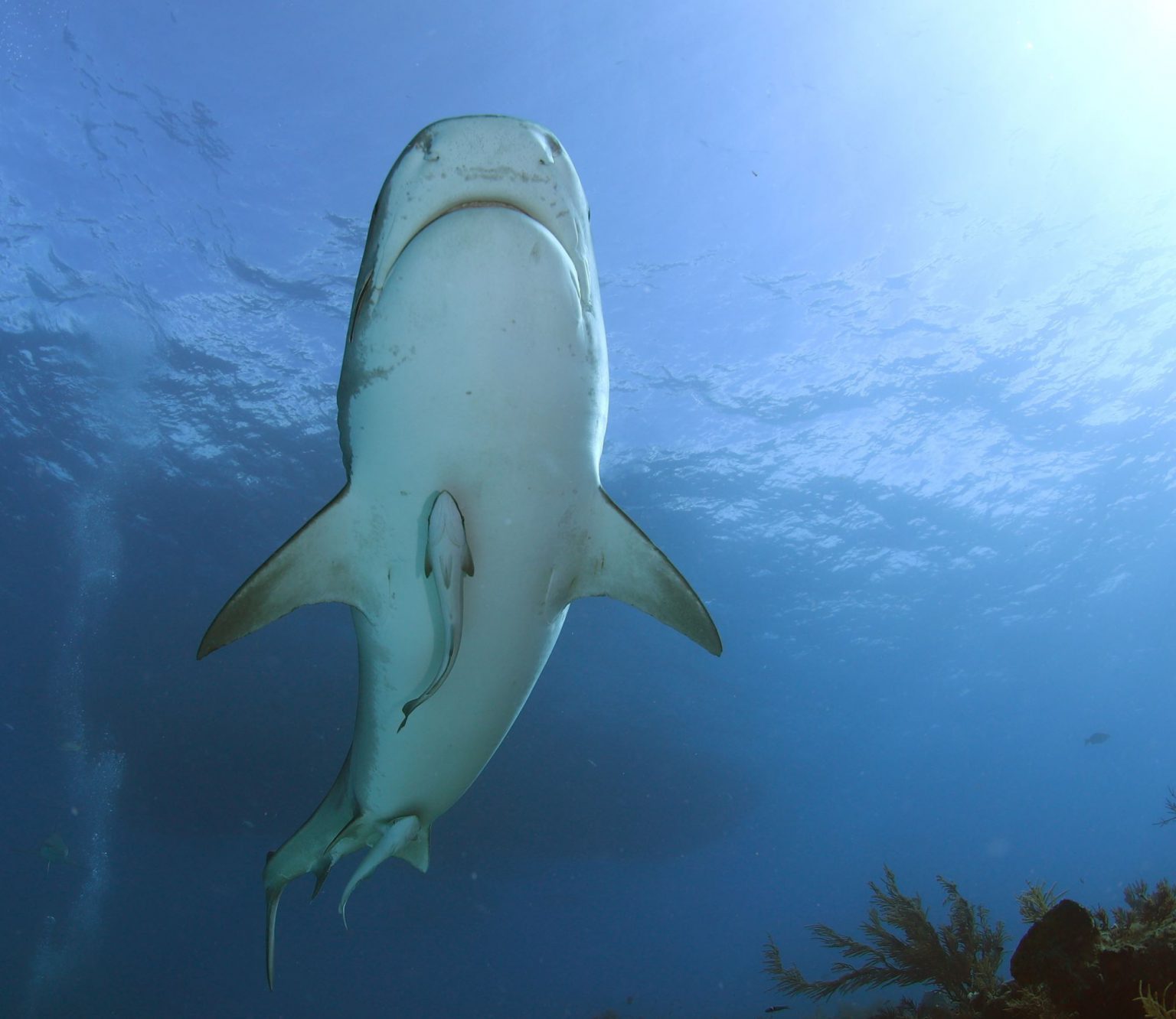 Meet the Tiger Sharks of Tiger Beach Bahamas! - Tiger Shark Diving in