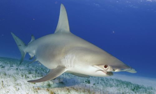 hammerhead-shark-dive