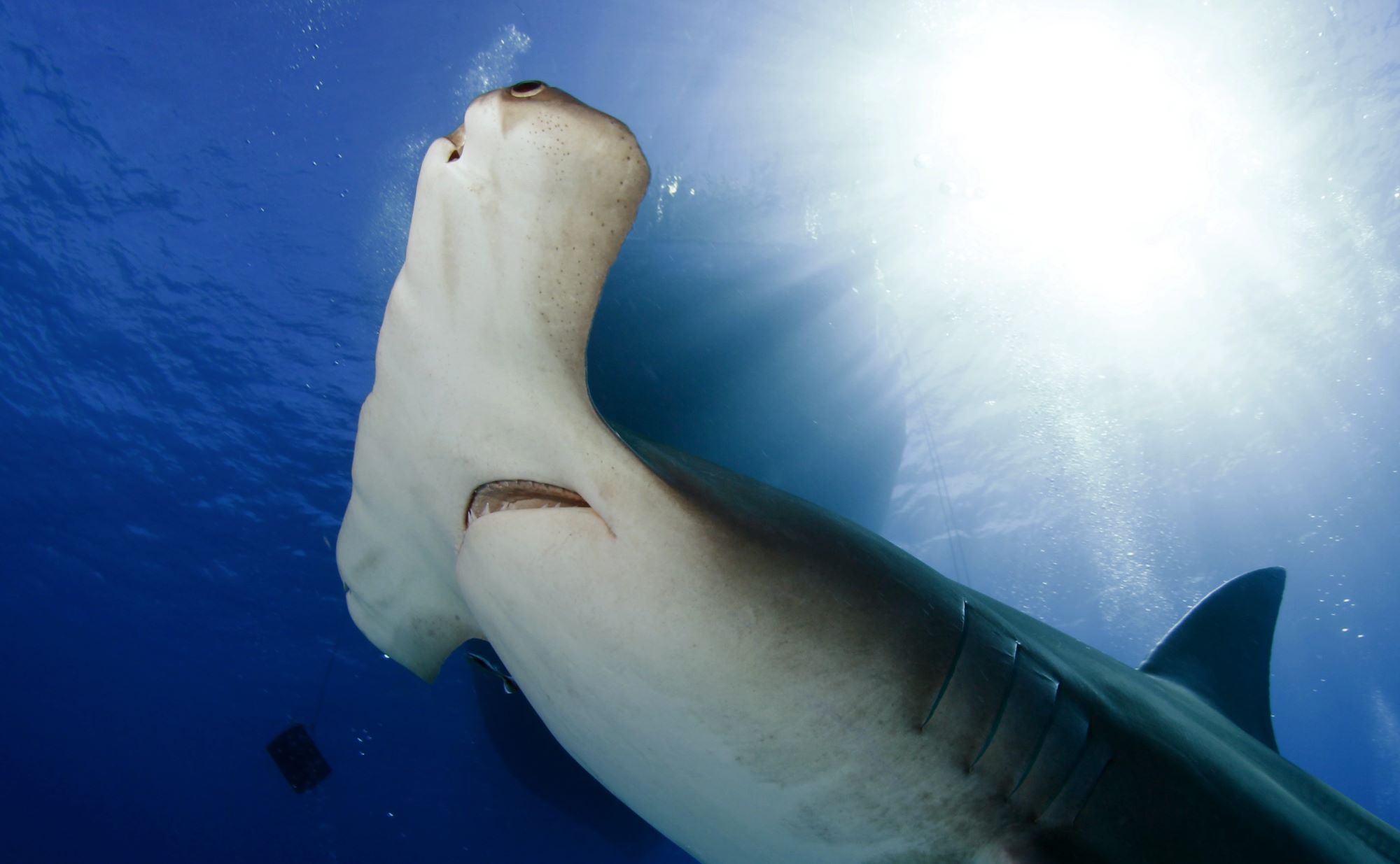 hammerhead sharks bimini