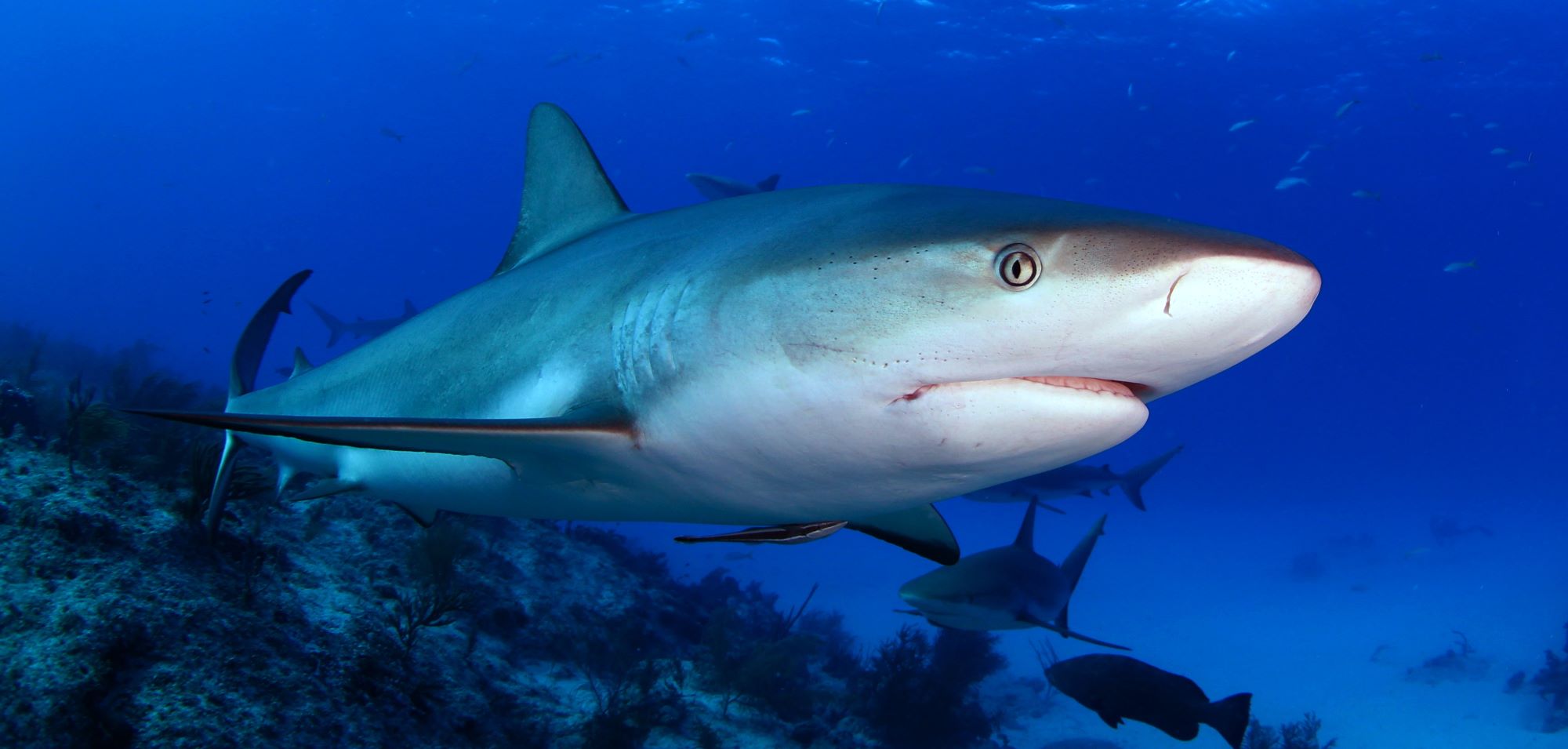 shark diving Bahamas