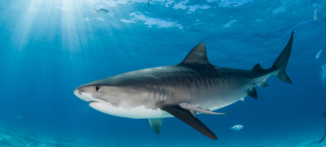 bahamas shark diving 2