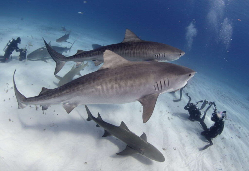 tiger shark bahamas