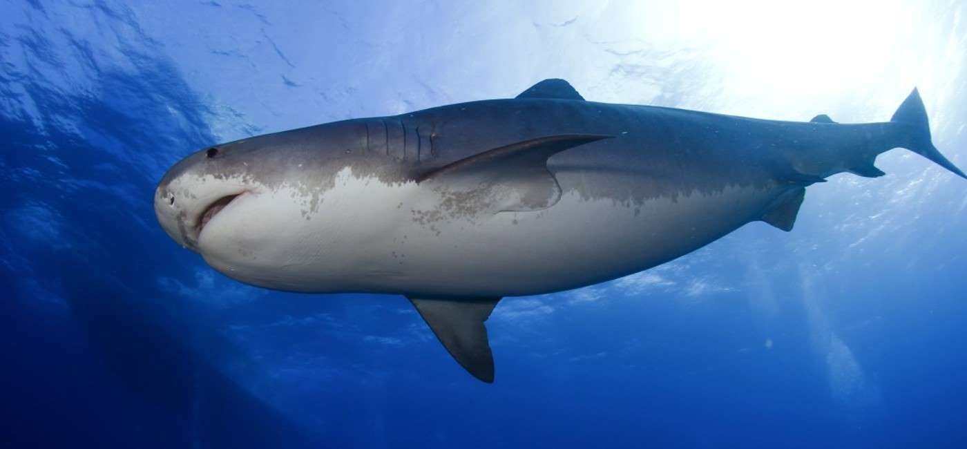 tiger shark dive 2