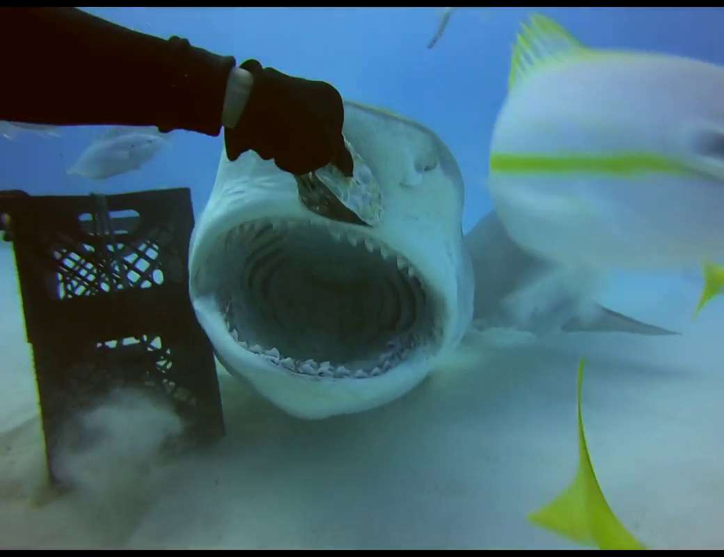 Shark Videos and Trip Reports Tiger Shark Diving in the Bahamas